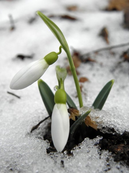 Весна пришла