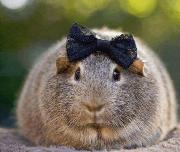 Добрый день с юмором