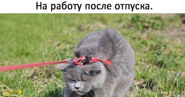 Персидская кошка бант