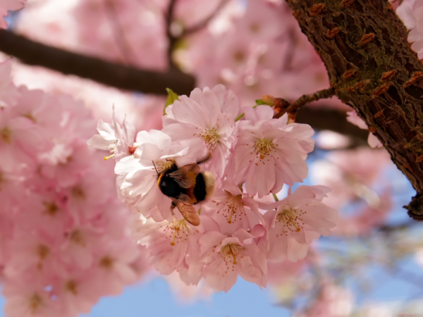 Красота природы весной