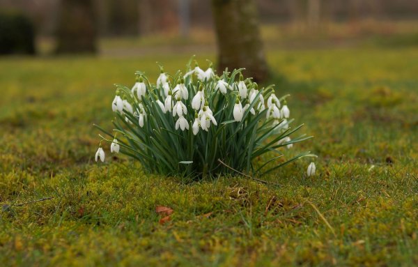 Весна природа