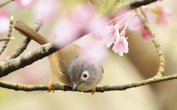 Апрель Подснежник