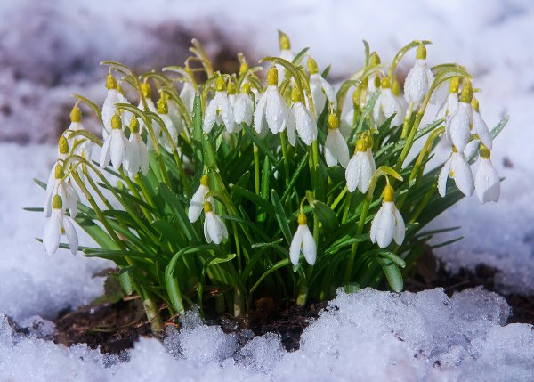 Картинки символизирующие весну