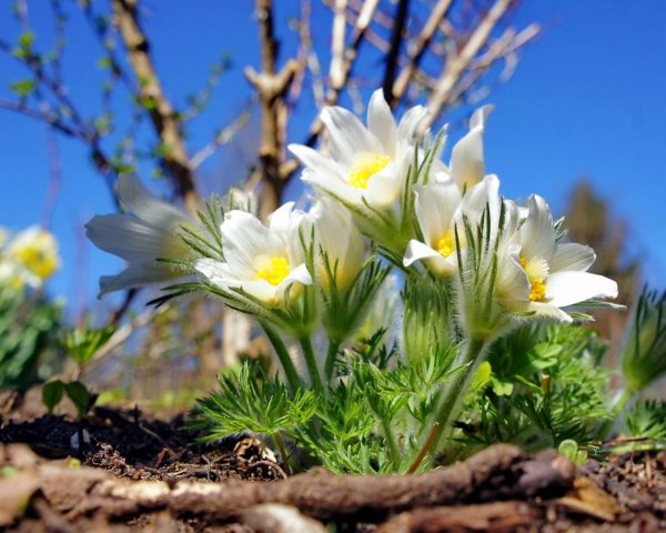 Первоцветы подснежники