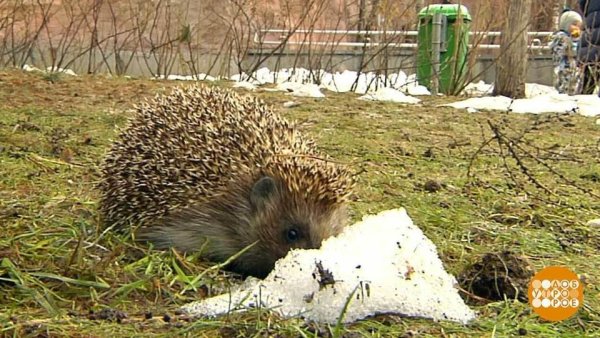 Ежик весной