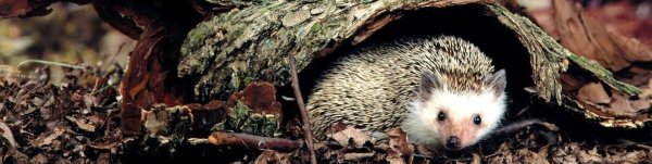 Ежик просыпается весной