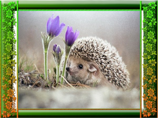 Ежа растение фиолетовый