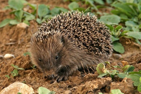 Сергей Козлов Лесная оттепель сказка