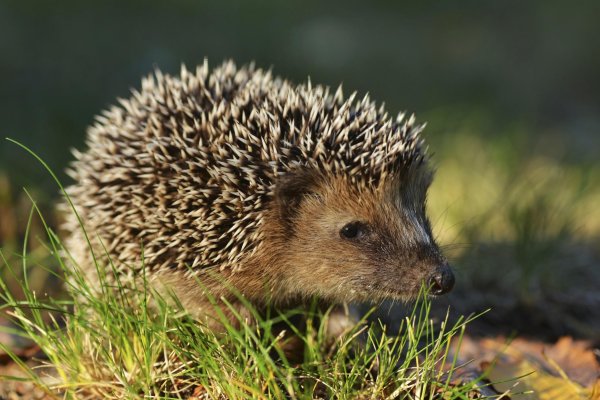 Еж акварелью