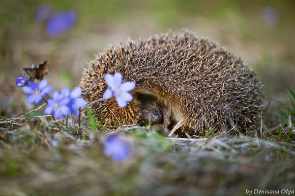 Ежик зимой