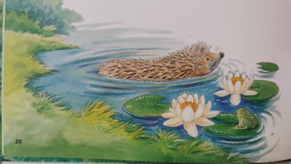 Ёж зимой впадает в спячку