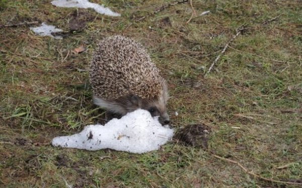 Еж проснулся