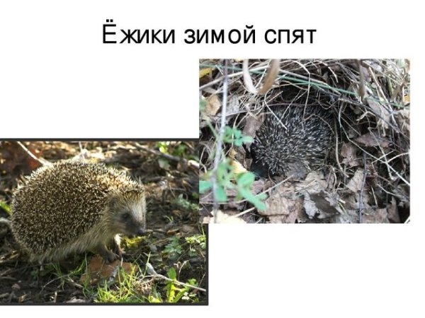 Весенний Ежик иллюстрация