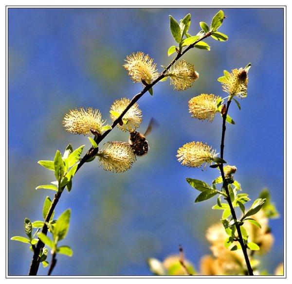 Солнечного настроения в Воскресный день