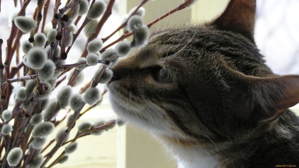 Вербное воскресенье коллаж