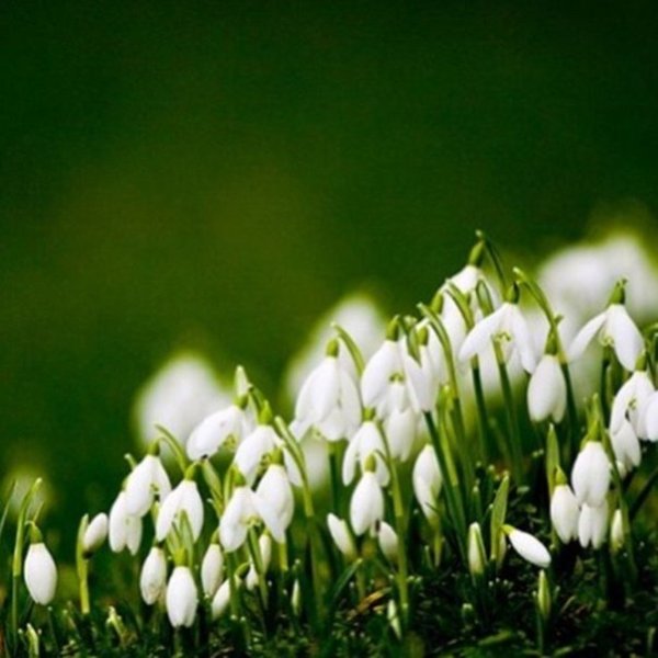 Весна идёт весне дорогу