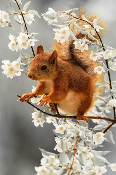 Весна природа животные