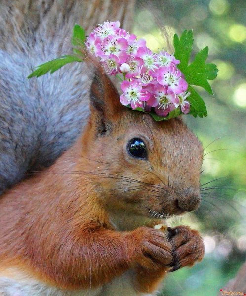 Самые красивые животные