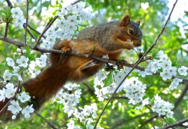 Две белочки