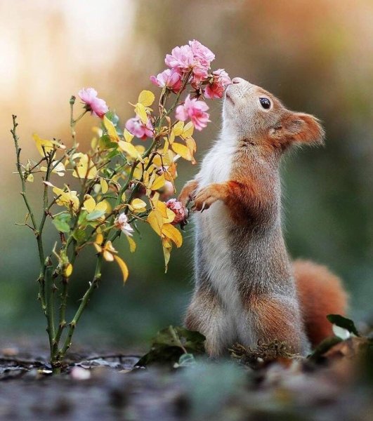 Природа животный мир