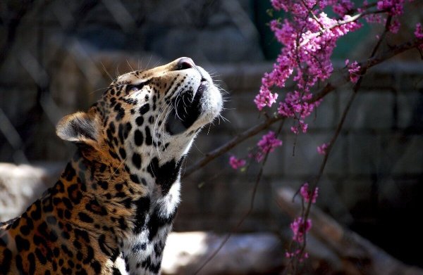 Лето природа животные