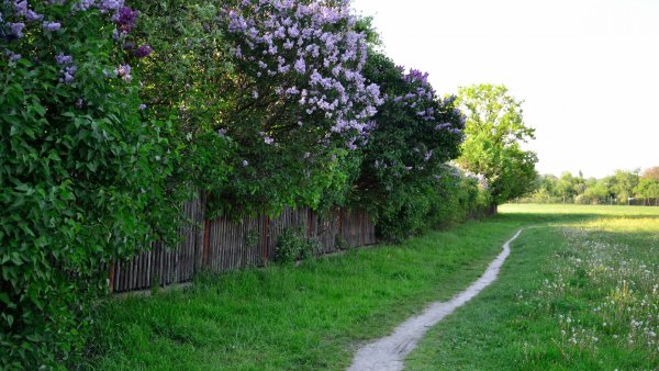 Сирень Живая изгородь фото