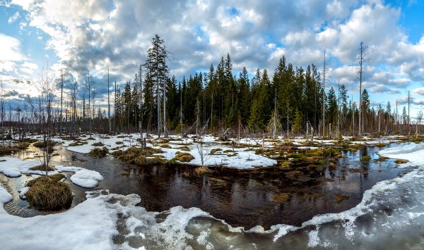 Весенняя природа севера