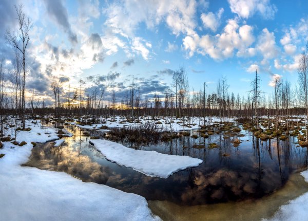 Заказник весенний Ленинградская область