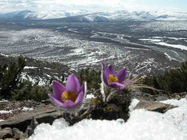 Эдельвейс на Чукотке