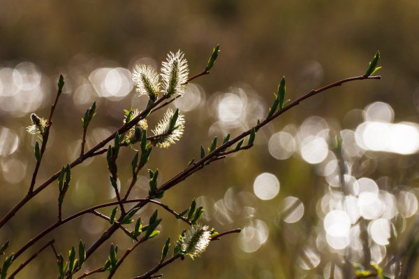 Красота весны Северной