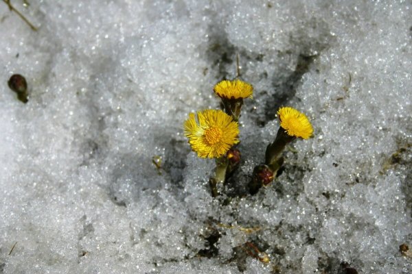 Мать и мачеха в Мурманске