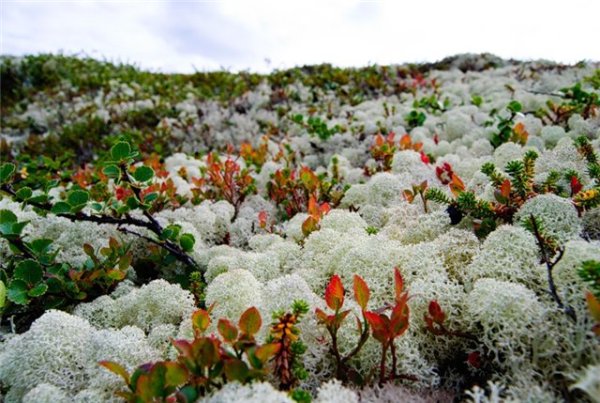 Хибины ягель сопка Морошка лиса