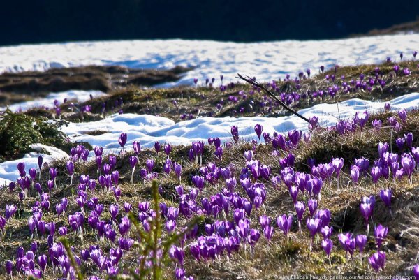 Первоцветы Карпаты