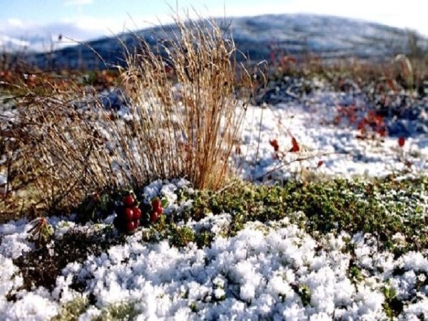 Тундра Мурманская область климат