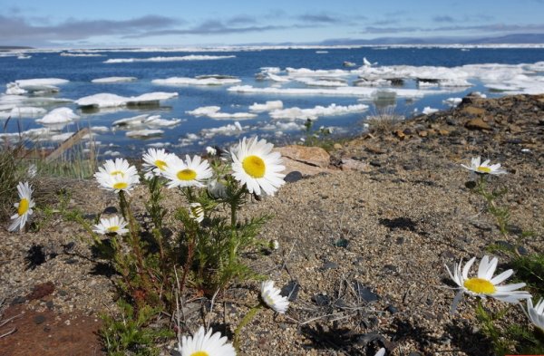 Цветы тундра Певек