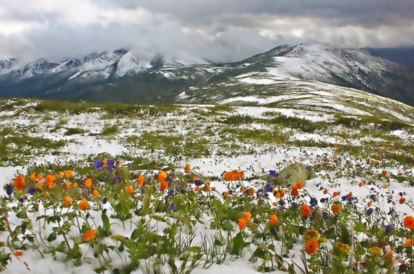 Ненецкий автономный округ растение пушица