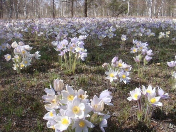 Чукотка остров Врангеля