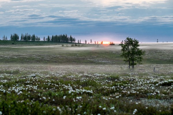 ЕК весенний ветерок фиалка