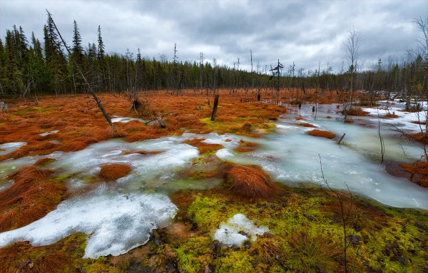 Флора Гренландии