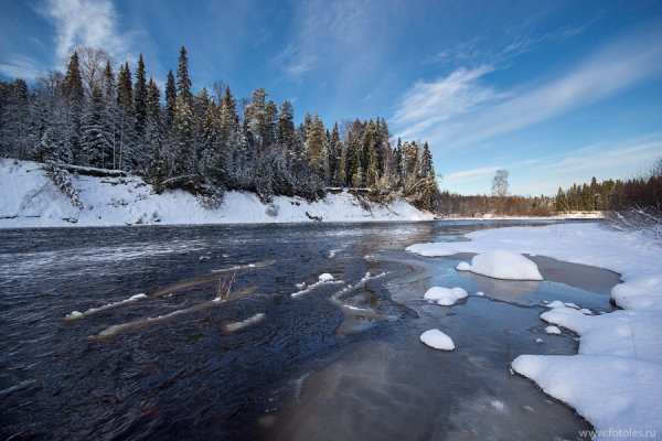 Подснежник Сибирский прострел