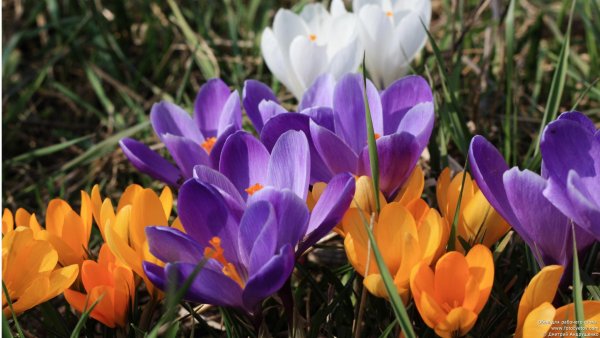 Весенние цветущие деревья