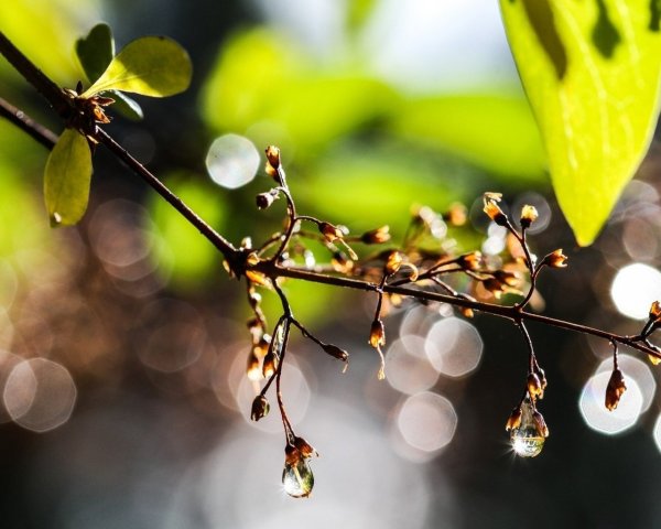 Капли на ветках