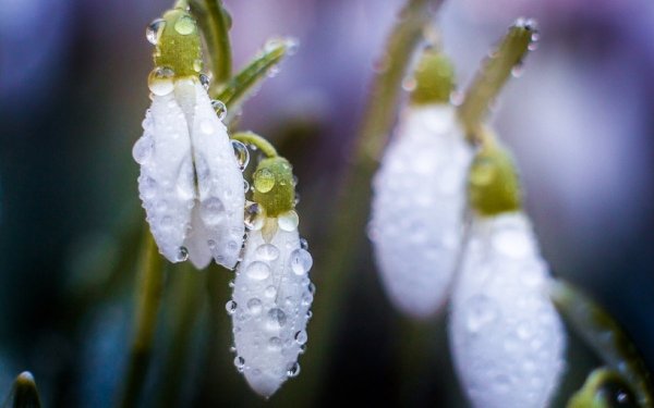 Весенняя капель