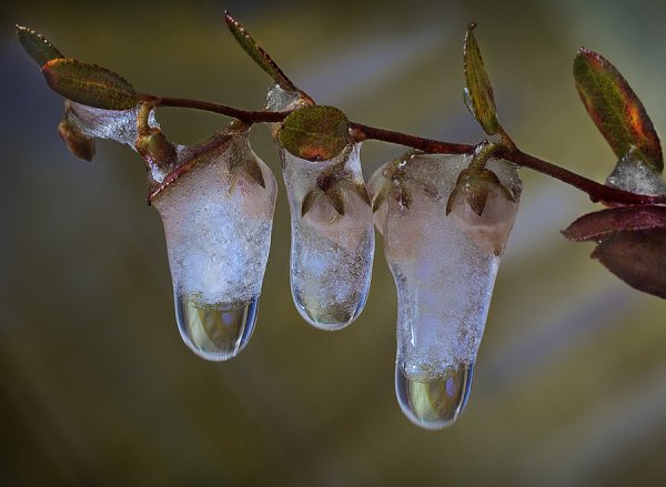 Капель весной