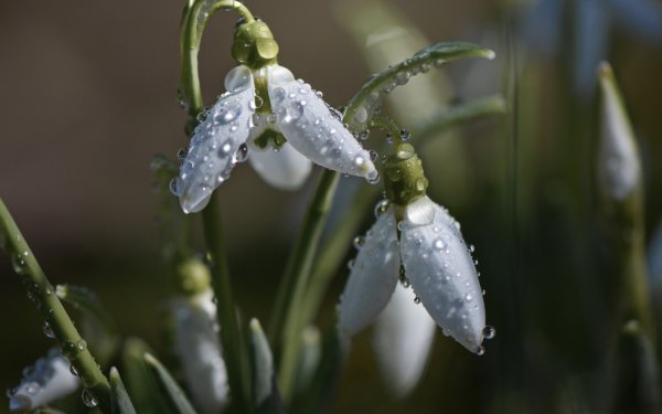 Подснежники в росе