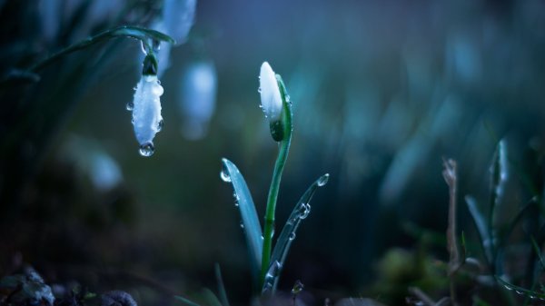 Весна капель подснежники