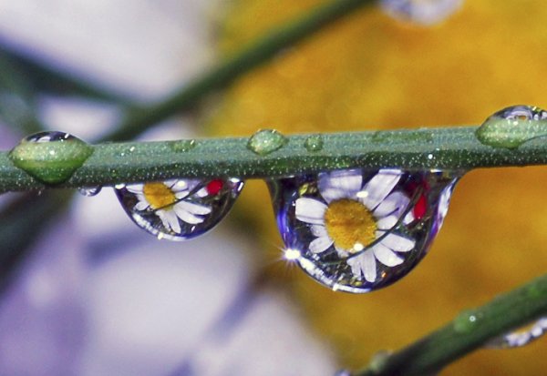 Любовь и Весенняя капель