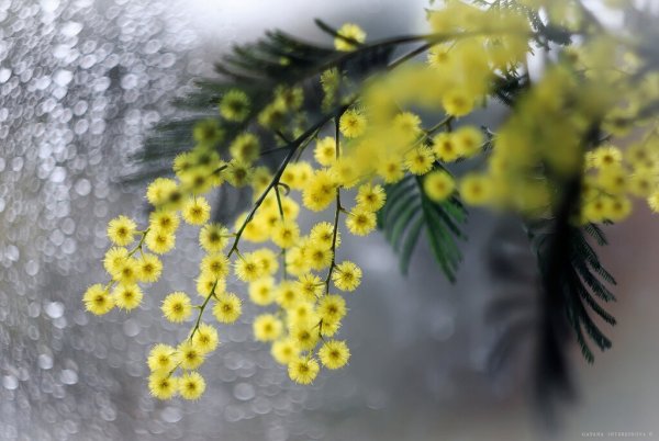 Март капель