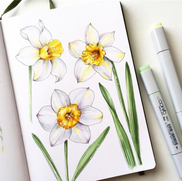 Цветы скетчинг нарциссы