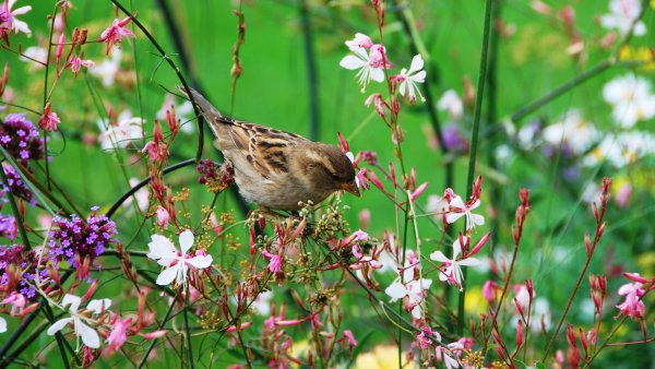 Цветущая вишня